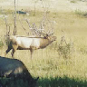 Meet your Posher, Tony